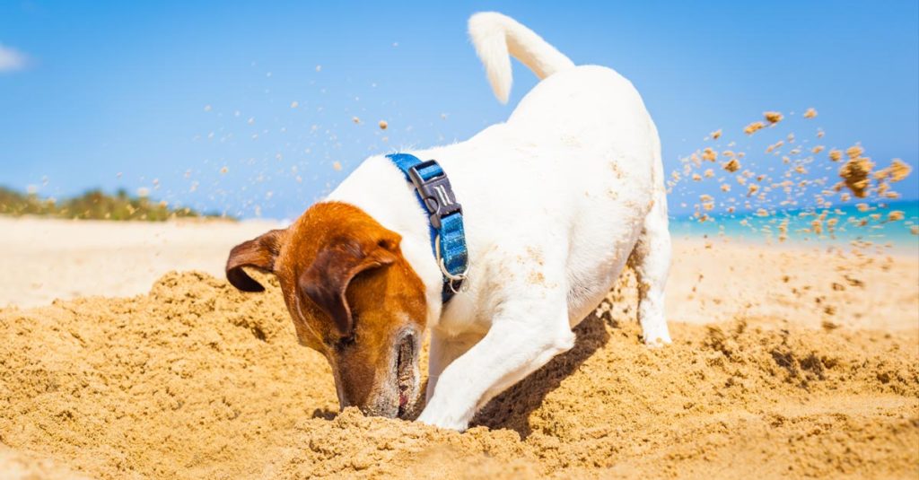Wer anderen eine Grube gräbt Der Buddelhund Hundereporter