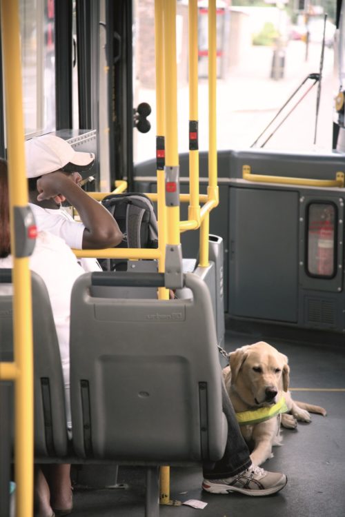 Unterwegs mit Hund in Bus und Bahn Hundereporter