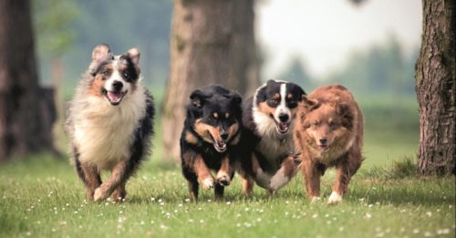 Kann ein Hund „zu viel“ rennen? Hundereporter